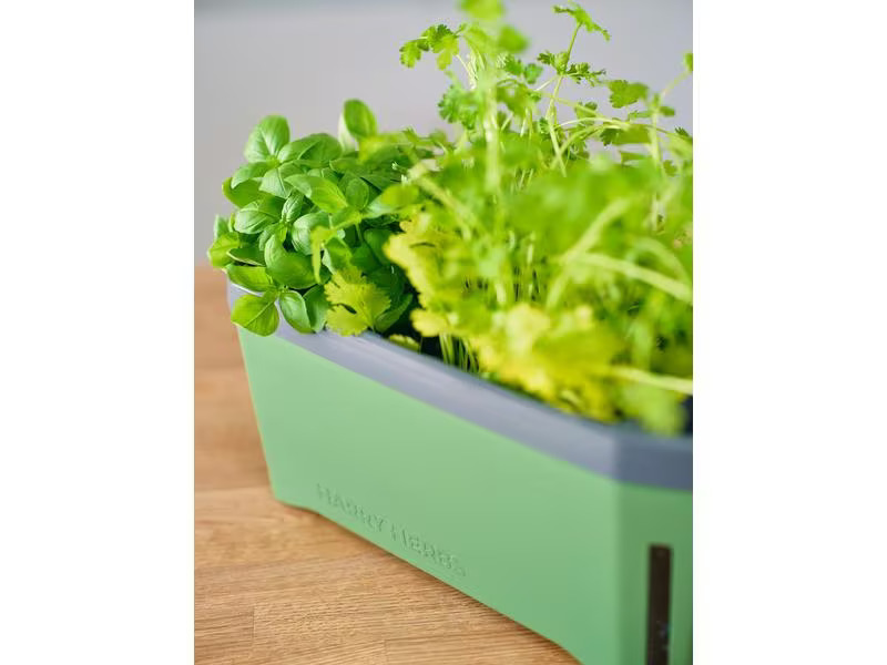 Gusta Garden Kräutertopf HARRY HERBS mit Haube, Dunkelgrün