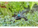 Gardena Kleinflächendüse Micro-Drip-System, 10 Stück