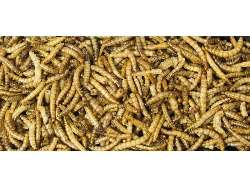 JR Farm Mehlwürmer, 70 g