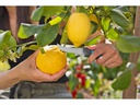 Gardena Gartenschere VeggieCut