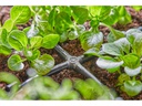 Gardena Kreuzstück Micro-Drip-System 3/16, 10 Stück