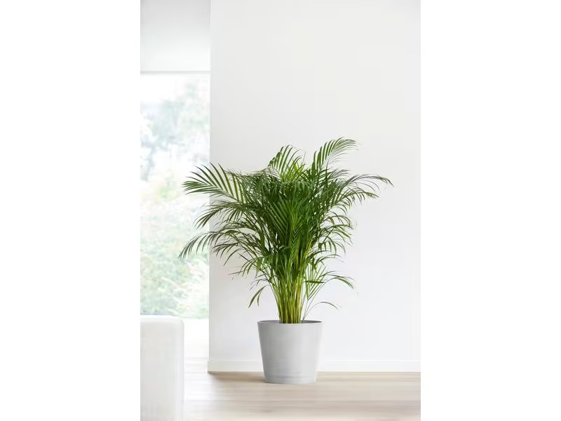 Ecopots Pflanzentopf Venice 40, Hellgrau