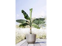 Ecopots Pflanzentopf Oslo 45, French Taupe