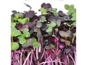 Gusta Garden Samen Microgreens Radies HARRY HERBS