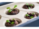 Gusta Garden Kokos-Quelltöpfe HARRY HERBS, 16 Stück