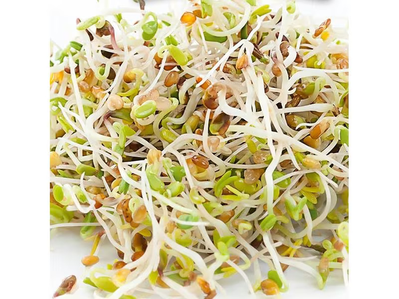 Gusta Garden Samen Microgreens Alfalfa HARRY HERBS