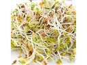 Gusta Garden Samen Microgreens Alfalfa HARRY HERBS
