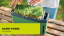 Gusta Garden Samen Microgreens Alfalfa HARRY HERBS