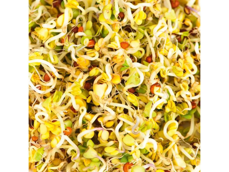 Gusta Garden Samen Microgreens Brokkoli HARRY HERBS