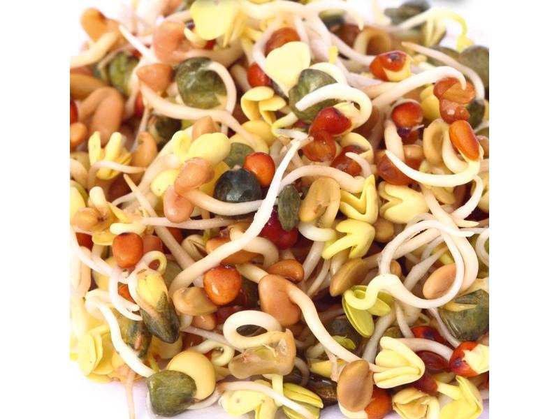 Gusta Garden Samen Microgreens Daikon-Rettich HARRY HERBS