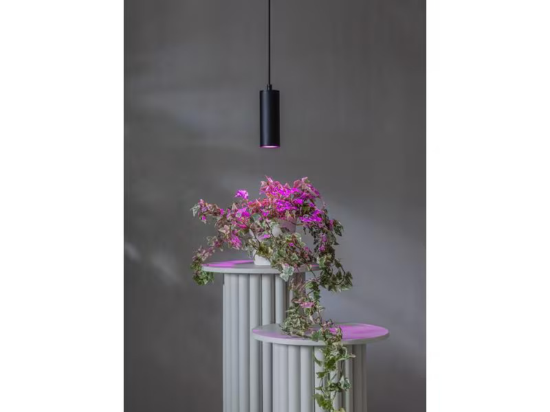 Star Trading Leuchtmittel LED Pflanzen GU10, 3.5 W, 42 lm