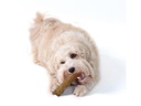 Petstage Hunde-Spielzeug Dogwood Durable Stick, L