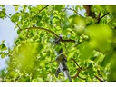 Gardena Akku-Teleskop-Baumschere HighCut 250/18 V P4A Ready To Use