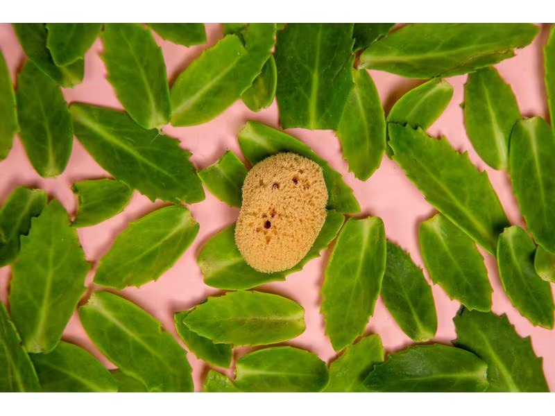 Hera Organics Menstruationsschwamm Grösse L
