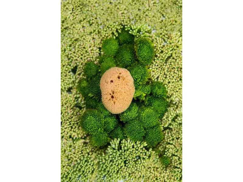 Hera Organics Menstruationsschwamm Grösse L
