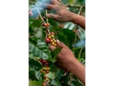 ONESTO Kaffeebohnen Bio Beaufort 1 entkoffeiniert 1 kg