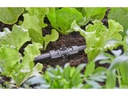 Gardena T-Stück für Sprühdüsen Micro-Drip-System 13 mm(1/2) 5 Stück