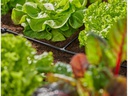 Gardena T-Stück Micro-Drip-System 3/16, 10 Stück