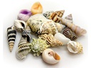 Hobby Aquaristik Dekoration Sea Shells Set, L, 5 Stück