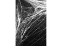 Partydeco Spinnengewebe Weiss, 60g
