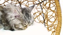PETREBELS Katzenkorb Paris 47, Crème