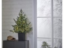 Star Trading Weihnachtsbaum LED Greyland M, 80 LEDs, 95 cm, Grün