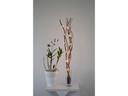 Star Trading Zweig Willow Dewdrop, 24 LEDs, 60 cm, Braun
