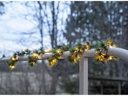 Star Trading Girlande LED Larix, 140 cm, Grün