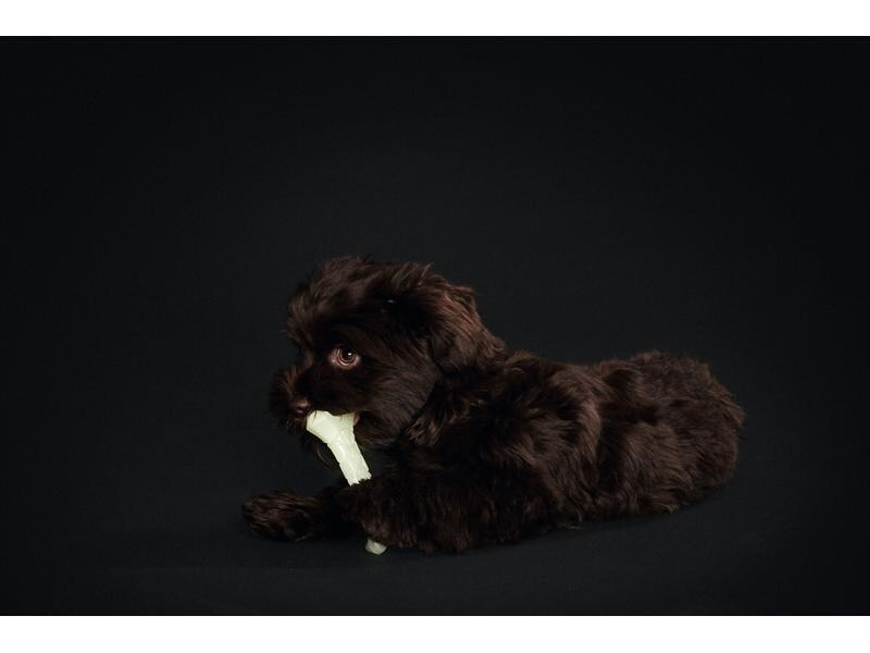 Hunter Hunde-Spielzeug Aqua Kisa Knochen 11 cm