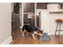 PetSafe Wasserautomat Drinkwell Trinkbrunnen PET, 3.7 l
