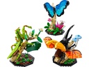 LEGO® Ideas Die Insektensammlung 21342