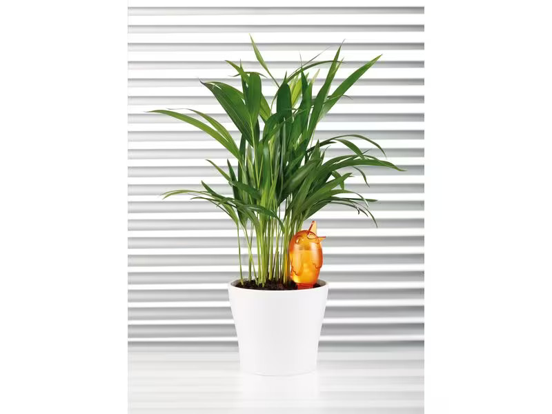 scheurich Wasserspender Bördy M Orange