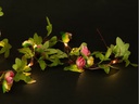 COCON Lichterkette LED Solar Blumen, 10 m