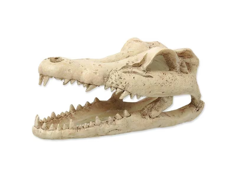 Repti Planet Dekoschädel Krokodil