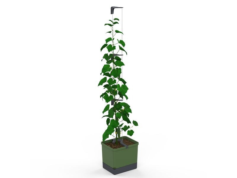 Gusta Garden CURT CUCUMBER Gurkentopf Grün