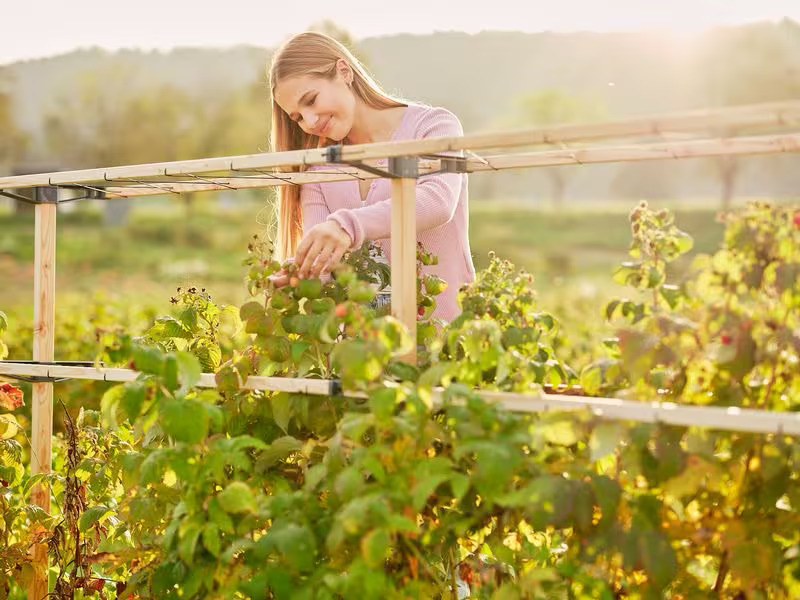 Gusta Garden BERRY BUDDY modulare Beerenrankhilfe Erweiterung Braun