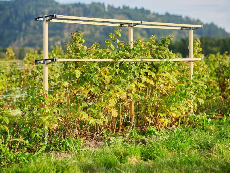 Gusta Garden BERRY BUDDY modulare Beerenrankhilfe Erweiterung Braun