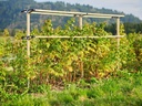 Gusta Garden BERRY BUDDY modulare Beerenrankhilfe Erweiterung Braun