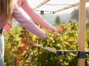 Gusta Garden BERRY BUDDY modulare Beerenrankhilfe Braun