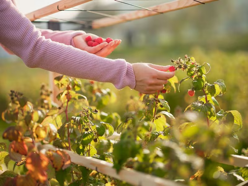Gusta Garden BERRY BUDDY modulare Beerenrankhilfe Braun