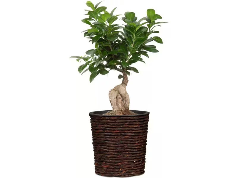 scheurich Pflanzengefäss mit Plastikeinsatz 30 x 28 cm,  Braun