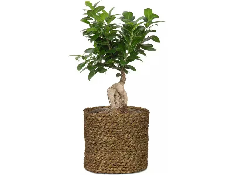 scheurich Pflanzengefäss mit Folie 19 x 16 cm,  Dunkelbraun