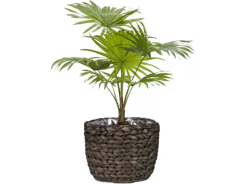 scheurich Pflanzengefäss mit Folie 23 x 19.5 cm,  Braun