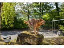 Kärcher Waschbürste Haustier