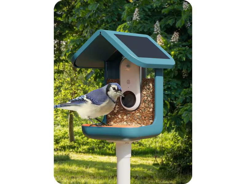 Birdbuddy Futterstelle Bird Buddy mit Kamera