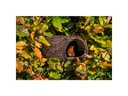 Wildlife World Nistkasten Rotkehlchen