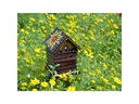 Wildlife World Artisan Bienenhotel