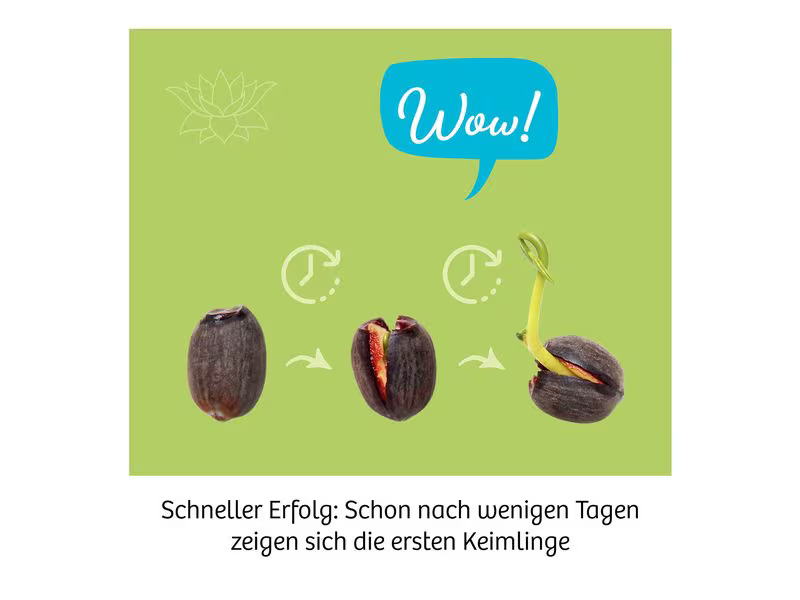 Kosmos Experimentierkasten Lotusblume