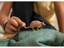 Schleich Spielzeugfigur Wild Life Gürteltier