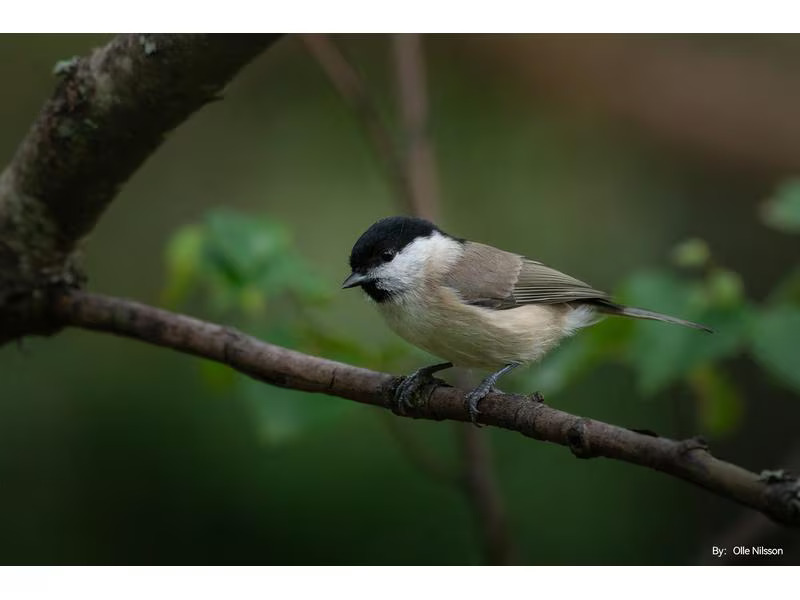 TTArtisan Festbrennweite 500 mm F/6.3 – Fujifilm X-Mount